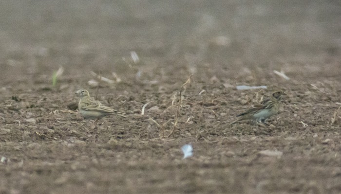 Short-toed Lark