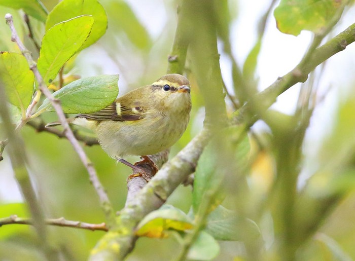 Yellow-browed Warbler