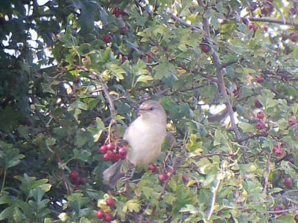 Barred Warbler
