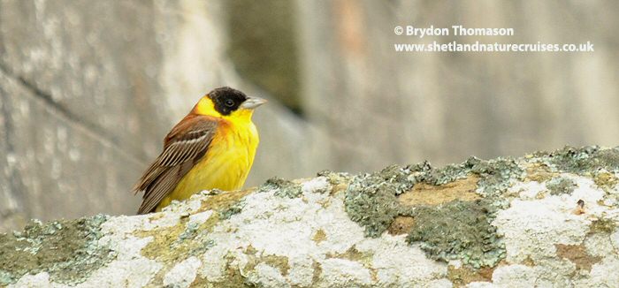 Black-headed Bunting