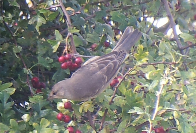 Barred Warbler