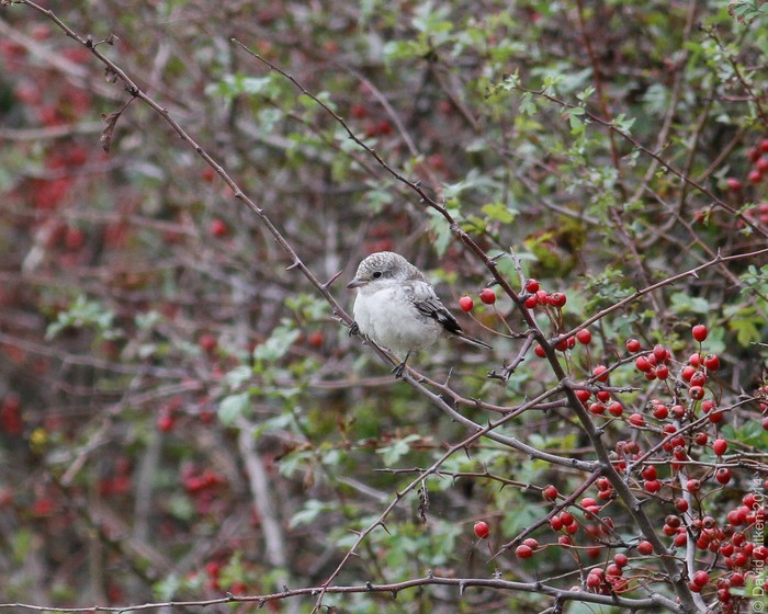 Masked Shrike