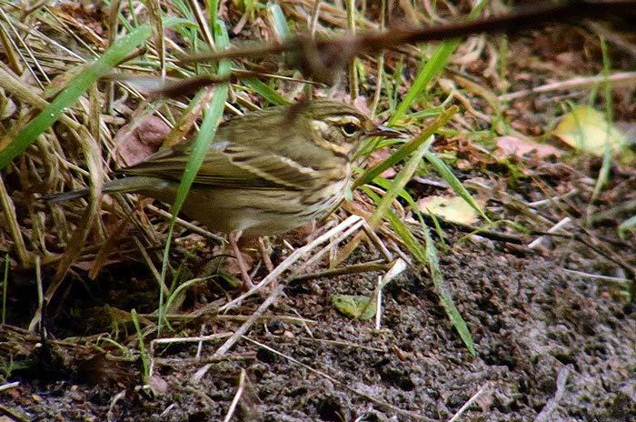 Olive-backed Pipit