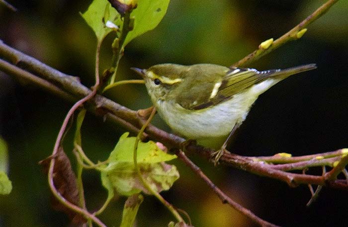 Yellow-browed Warbler