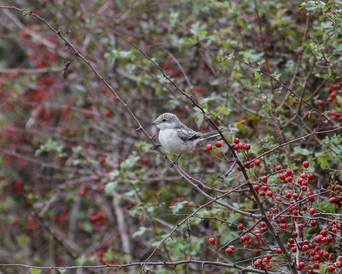 Masked Shrike