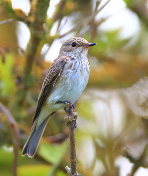 Spotted Flycatcher