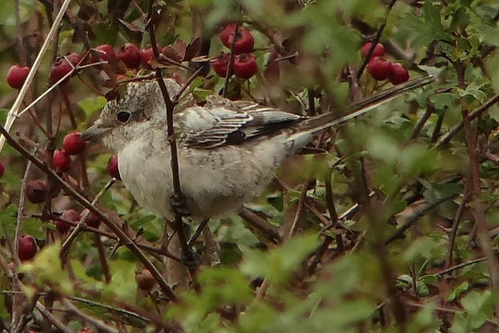 Masked Shrike