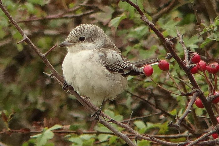 Masked Shrike