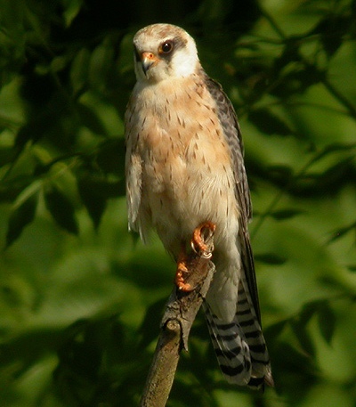 Red-footed Falcon