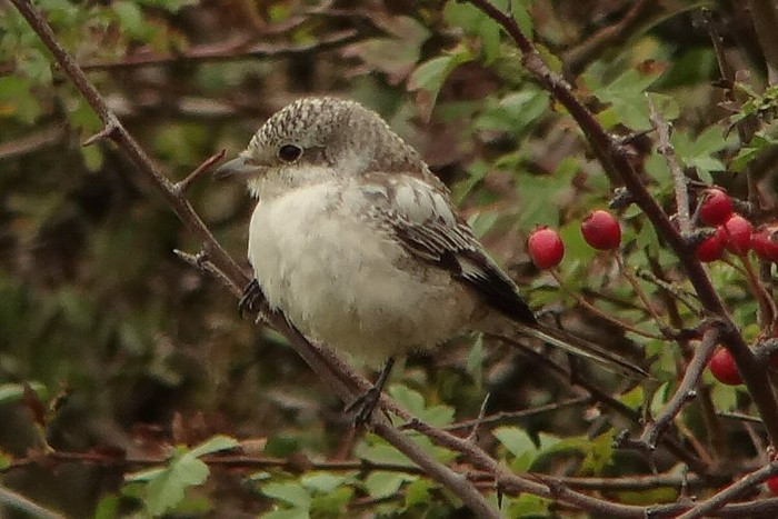 Masked Shrike