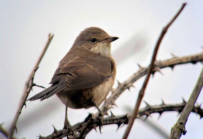 Barred Warbler