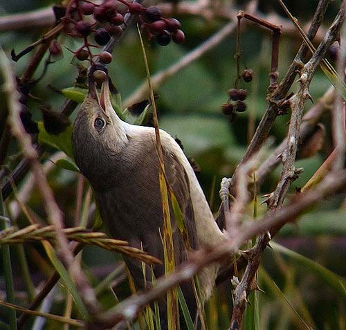 Barred Warbler
