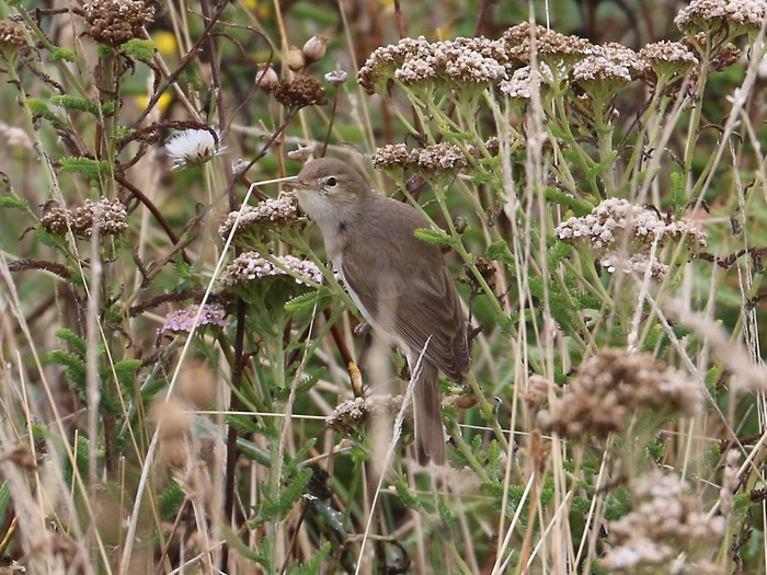Booted Warbler