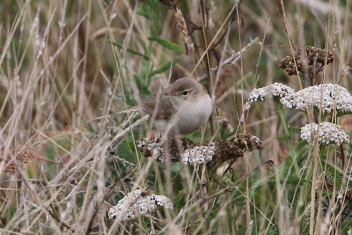 Booted Warbler