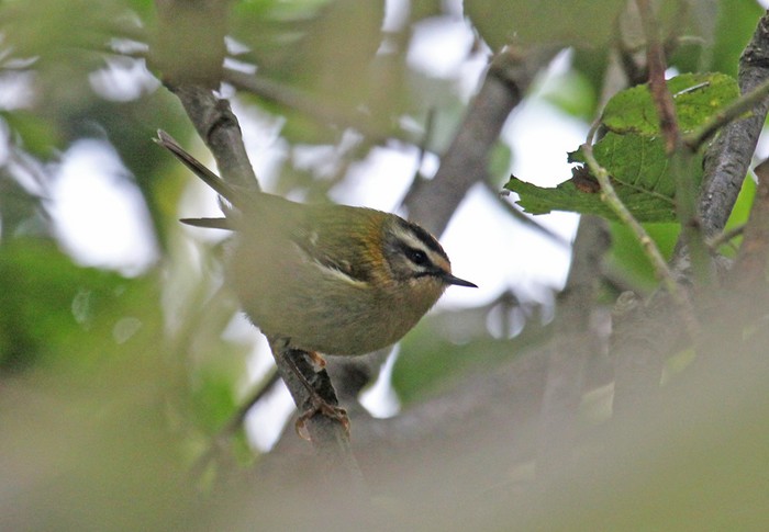 Firecrest