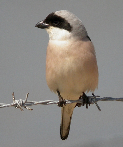 Lesser Grey Shrike