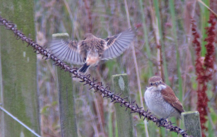 Siberian Stonechat