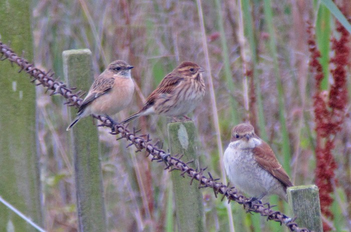 Siberian Stonechat