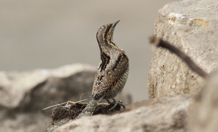 Wryneck