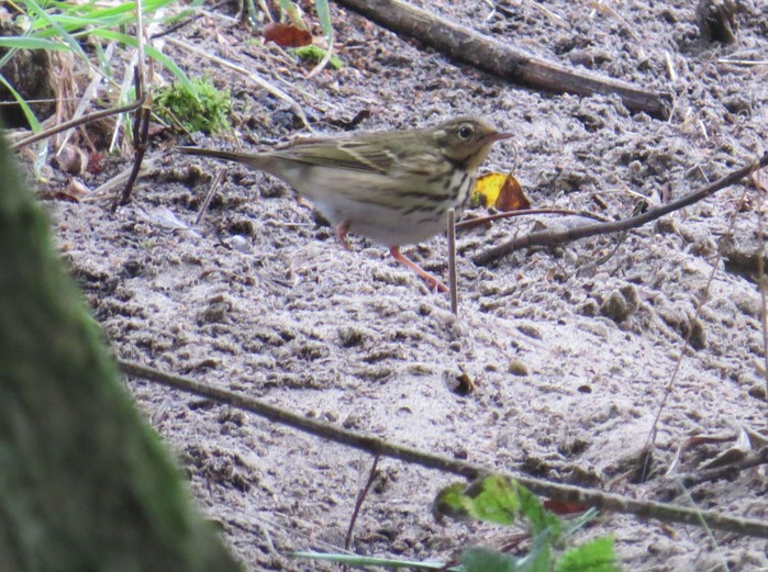 Olive-backed Pipit