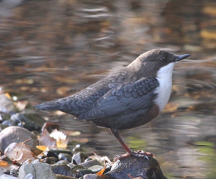 Dipper