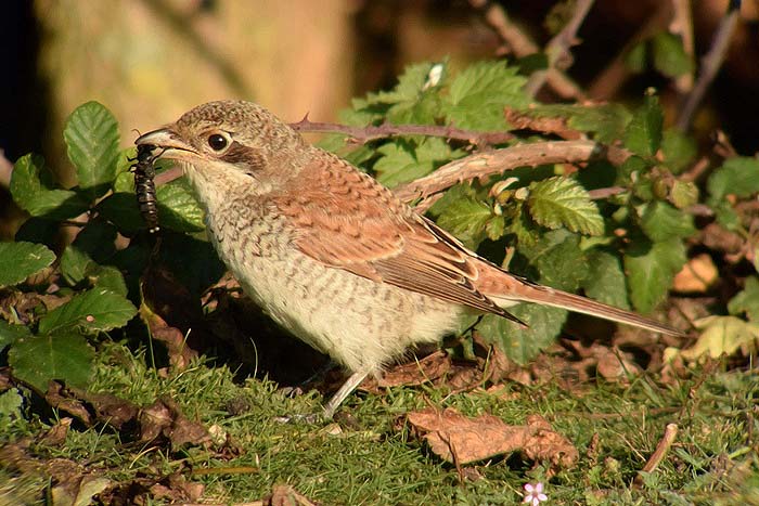 Red-backed Shrike