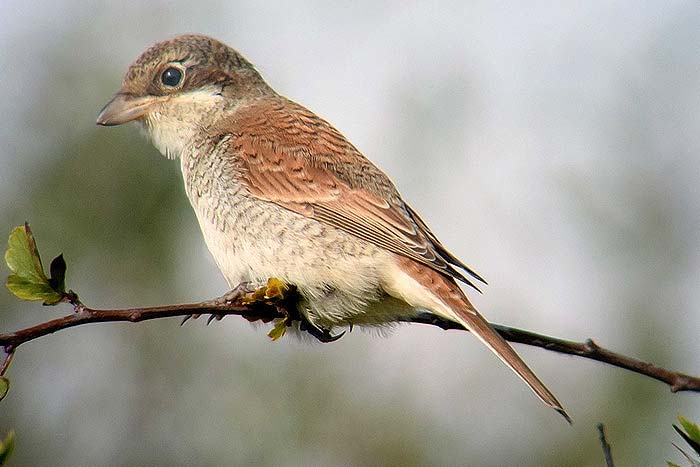 Red-backed Shrike