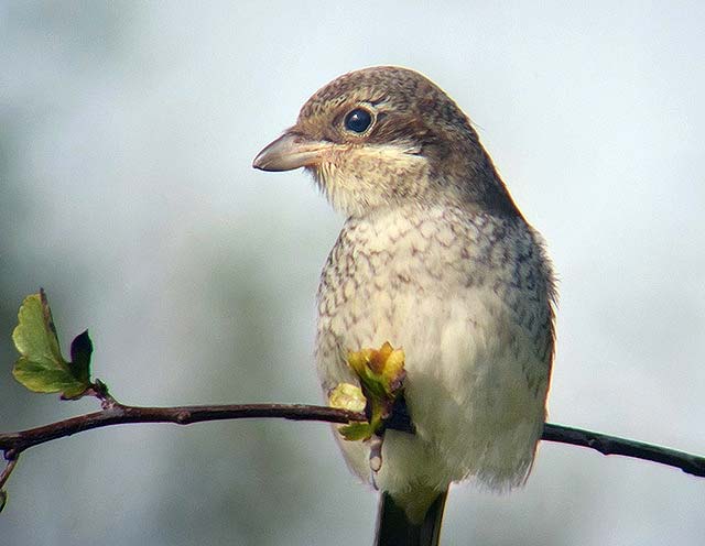 Red-backed Shrike
