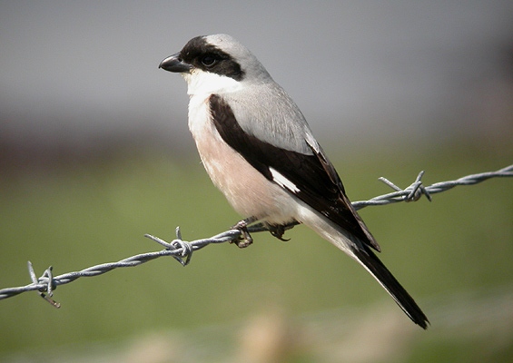 Lesser Grey Shrike