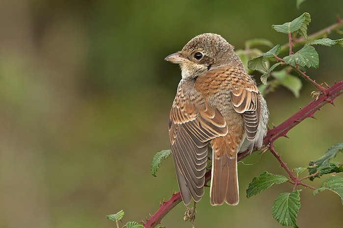 Red-backed Shrike