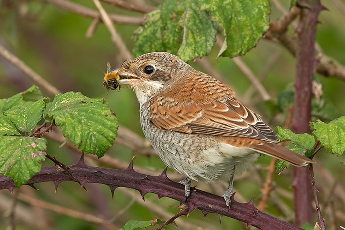 Red-backed Shrike