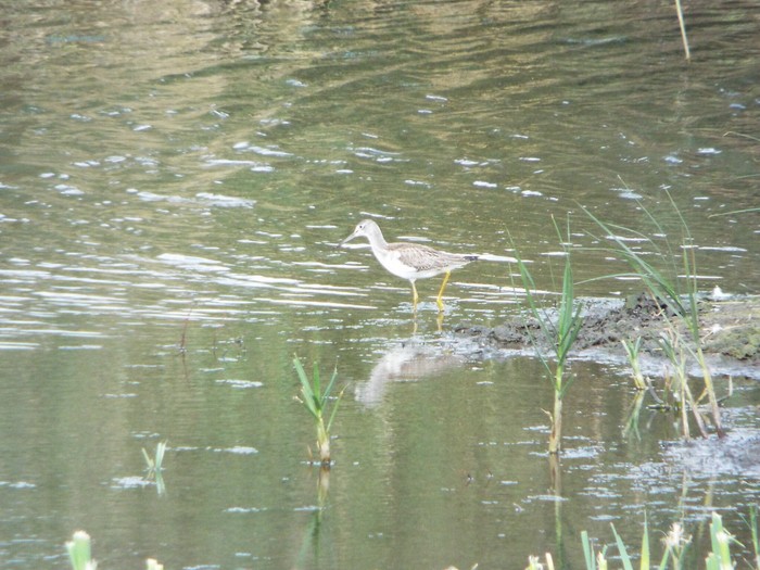 Greenshank
