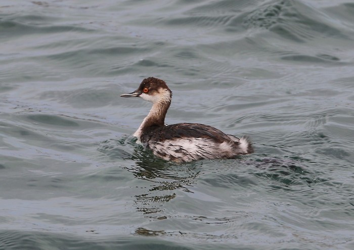 Black-necked Grebe