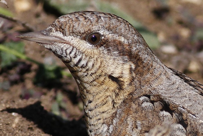 Wryneck