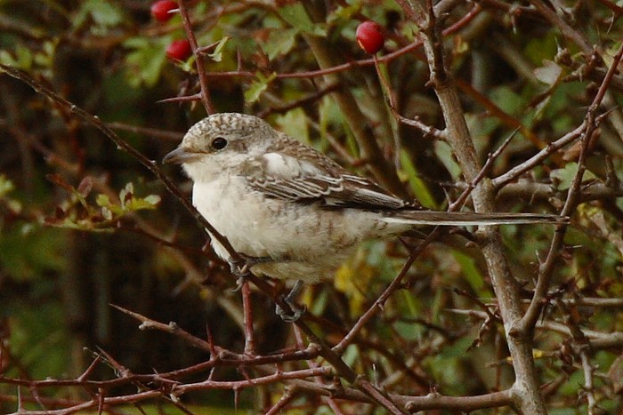 Masked Shrike