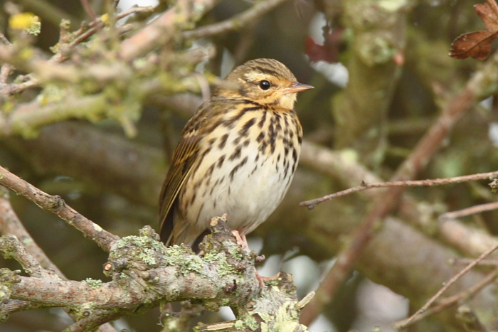 Olive-backed Pipit