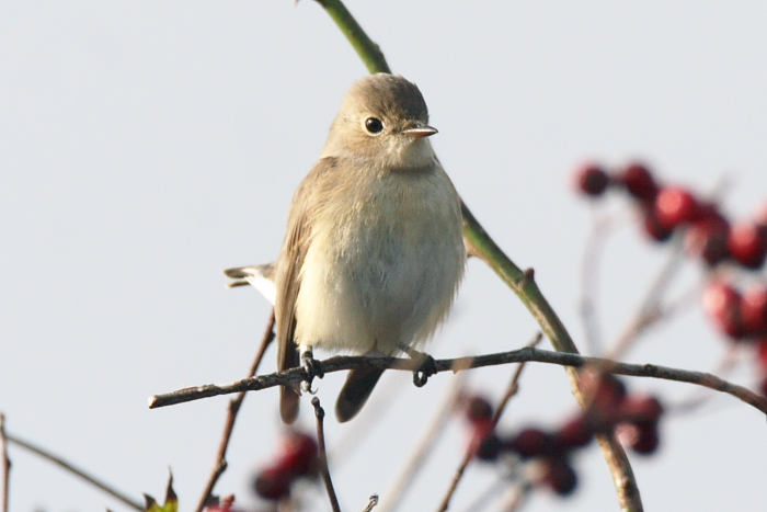 Red-breasted Flycatcher