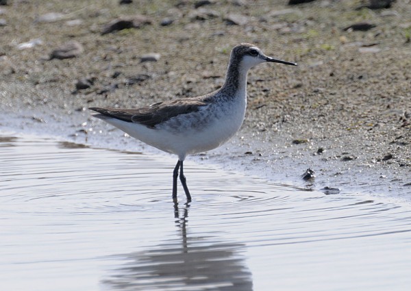 Wilson's Phalarope