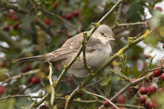 Barred Warbler