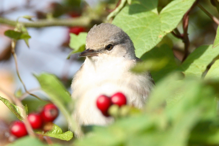 Barred Warbler