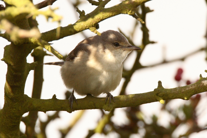 Barred Warbler