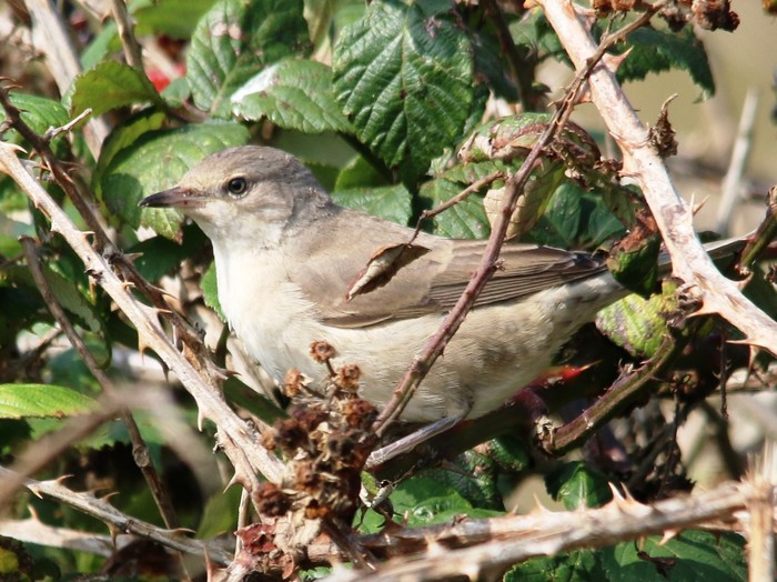 Barred Warbler