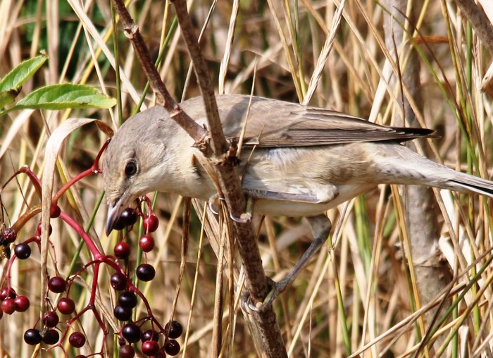 Barred Warbler