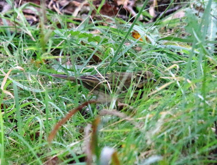Olive-backed Pipit