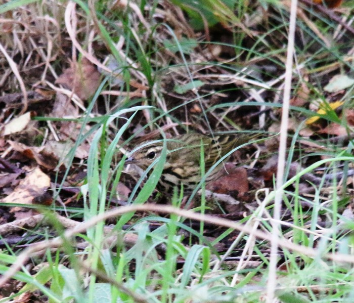 Olive-backed Pipit