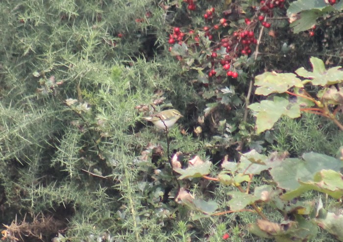 Yellow-browed Warbler