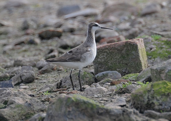 Wilson's Phalarope