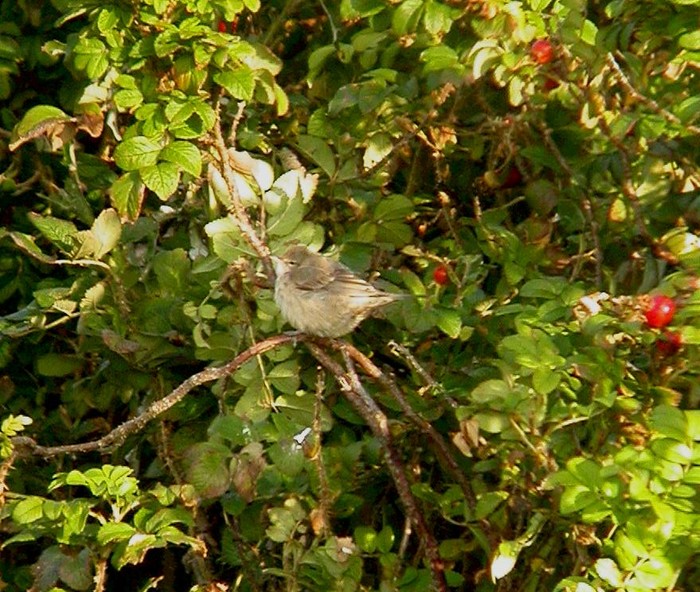 Barred Warbler