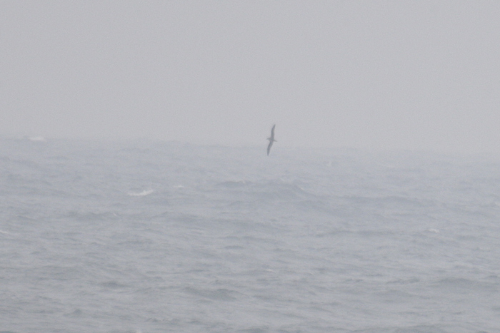 Fea's Petrel