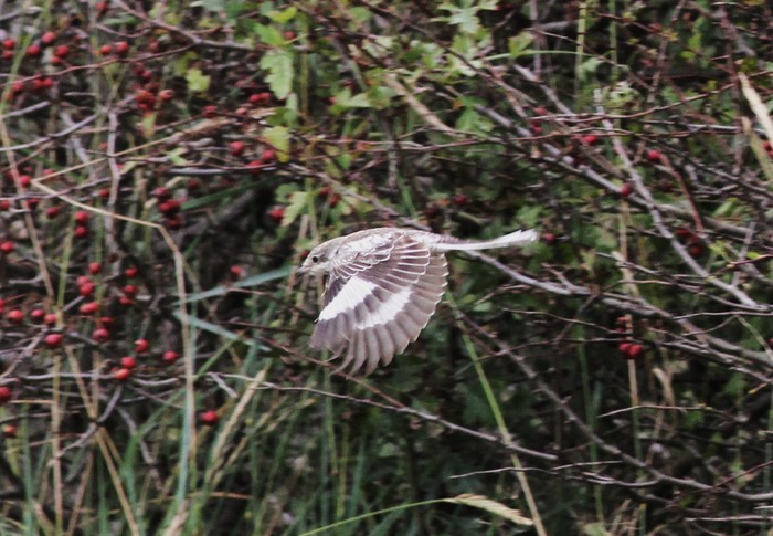 Masked Shrike
